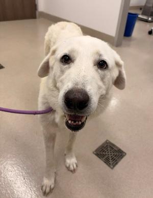 AVA, Great Pyrenees, senior, available for adoption
