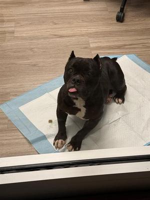 CUPCAKE, Bulldog, adult, available for adoption