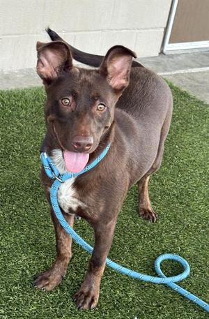 A brown dog with a blue leash standing on artificial grass.