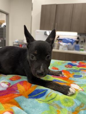 BARBACOA, German Shepherd Dog, puppy, available for adoption