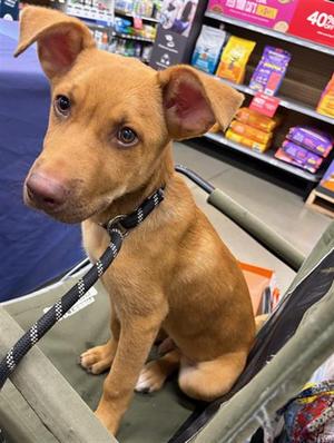 BUSTER, Pit Bull Terrier / Labrador Retriever, young, available for adoption