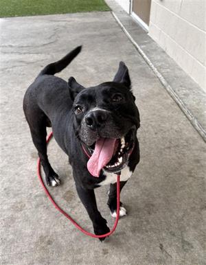 BARRY, Pit Bull Terrier, adult, available for adoption