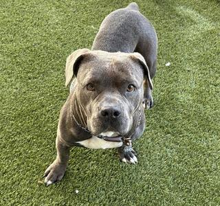 A gray dog standing on green artificial grass, looking directly at the camera.