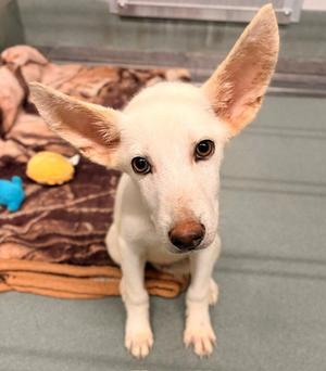 BESITO, German Shepherd Dog, young, available for adoption