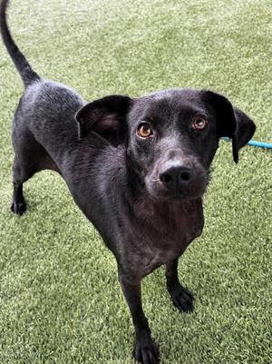 HONEY, Labrador Retriever, adult, available for adoption