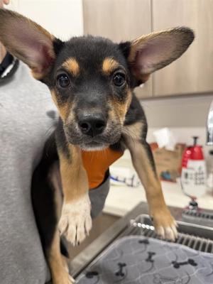 FATE, German Shepherd Dog, puppy, available for adoption