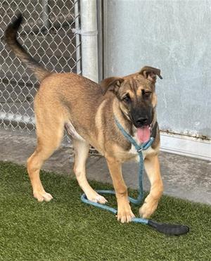 CYRUS, German Shepherd Dog / Husky, young, available for adoption