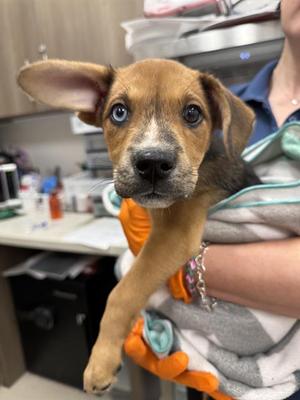FRENZY, German Shepherd Dog, puppy, available for adoption