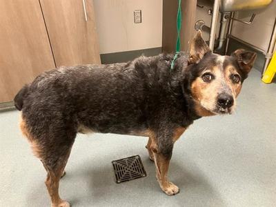 CEDAR, Australian Cattle Dog/Blue Heeler, senior, available for adoption