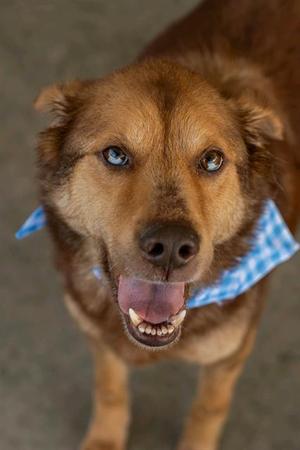 APOLLO, Husky / German Shepherd Dog, senior, available for adoption