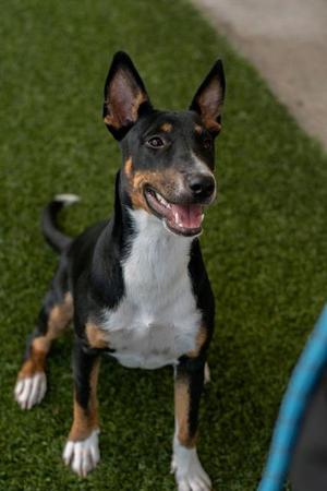 BLOSSOM, Bull Terrier, young, available for adoption
