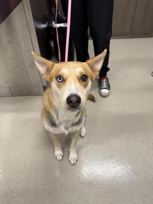 FORTUNA, German Shepherd Dog, adult, available for adoption