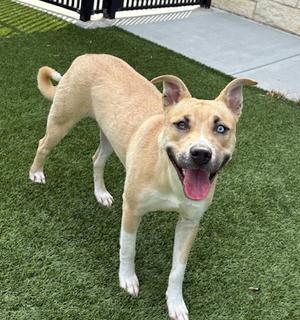 BUTTER, Pit Bull Terrier, adult, available for adoption