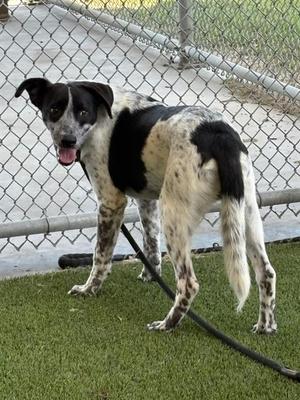 BOONE, Border Collie, young, available for adoption