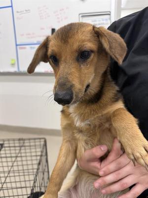 DOLLY, Black Mouth Cur / Cardigan Welsh Corgi, young, available for adoption