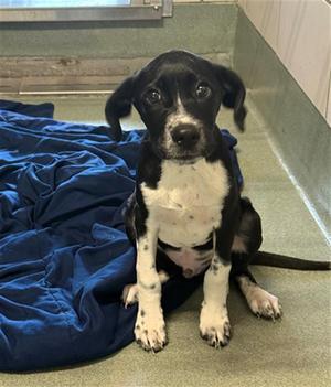 BENNY, German Shorthaired Pointer, puppy, available for adoption