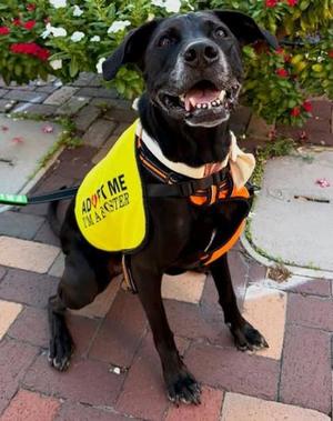 Sora, Mixed Breed, senior, available for adoption