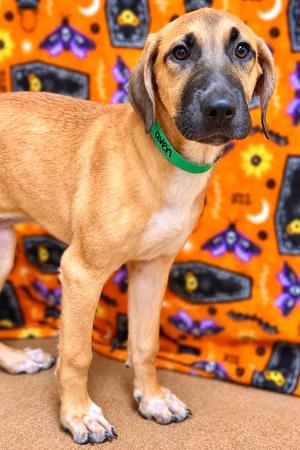 Raven, Mixed Breed, puppy, available for adoption