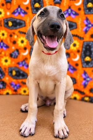 Casper, Mixed Breed, puppy, available for adoption