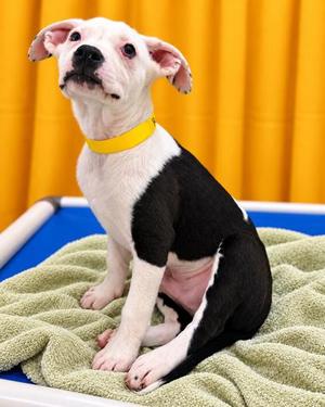 Riggy, Mixed Breed, puppy, available for adoption