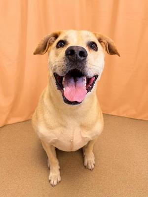 A happy dog with a light brown coat and floppy ears, sitting on a beige carpet with an orange curtain in the background.