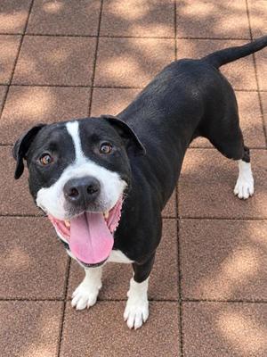 Bandit, Mixed Breed, adult, available for adoption