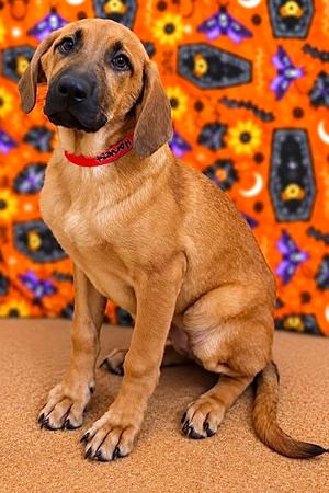 Harvest, Mixed Breed, puppy, available for adoption