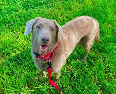 Ahna, Mixed Breed, adult, available for adoption