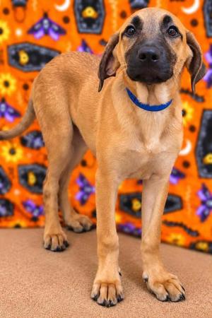Pumpkin, Mixed Breed, puppy, available for adoption