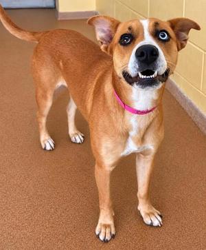 A brown and white dog with a pink collar standing on a carpeted floor.
