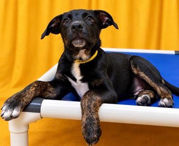 Damian, Mixed Breed, puppy, available for adoption