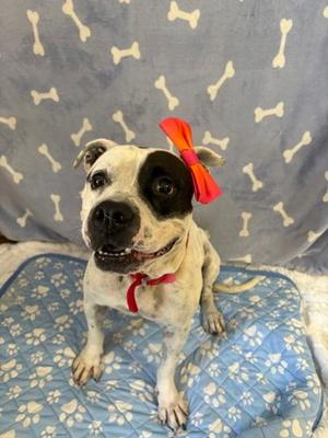 Princess, Mixed Breed, adult, available for adoption