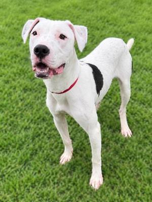 Rex, Mixed Breed, young, available for adoption