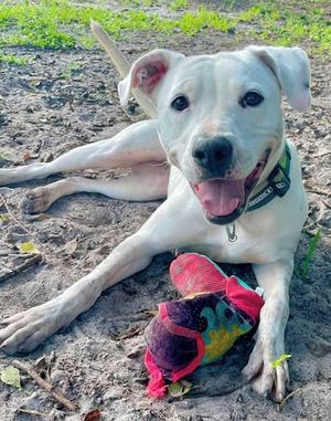 Snow Ball, Mixed Breed, adult, available for adoption