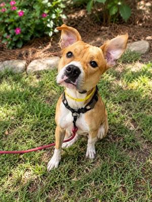 Roman, Mixed Breed, young, available for adoption