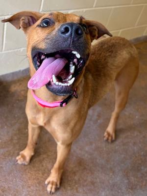 Mia Mae, Mixed Breed, young, available for adoption