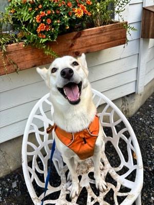 Sky- Foster, Siberian Husky Mix, young, available for adoption