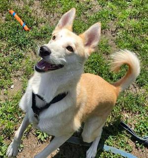 Sky, Siberian Husky Mix, young, available for adoption