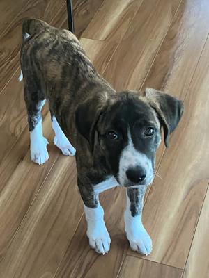 a brown and black brindle puppy with white paws standing on a wooden floor