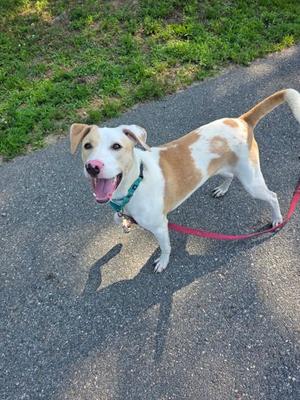 A happy dog with a white and brown coat, wearing a green collar and red leash, standing on a paved path with grass in the background.