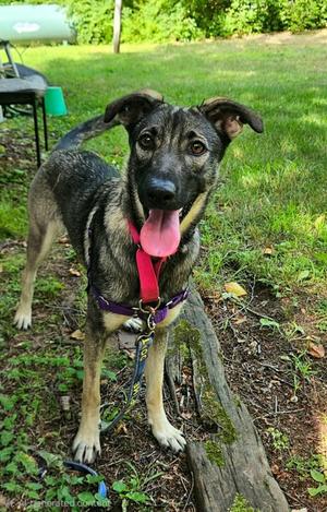 Remy, German Shepherd Dog Mix, young, available for adoption