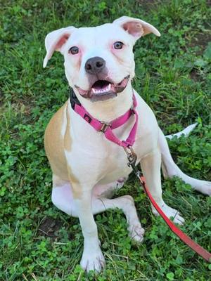 Millie, Boxer and Pit Bull Terrier, young, available for adoption
