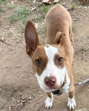 A brown and white dog with large ears standing on a dirt path, looking directly at the camera.