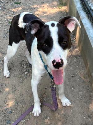 Trooper, Labrador Retriever Mix, young, available for adoption