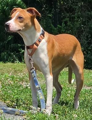 Liberty, Labrador Retriever Mix, young, available for adoption