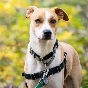 Liberty - Foster, Labrador Retriever Mix, young, available for adoption