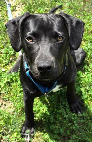 Duke- In Foster, Labrador Retriever Mix, young, available for adoption