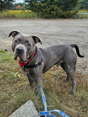 A gray pit bull terrier with a red collar and blue leash standing on grass