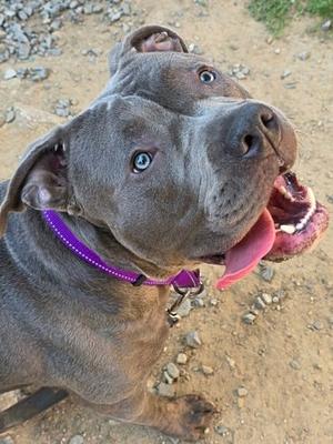 A gray dog with blue eyes and a purple collar, looking up with its mouth open and tongue out.
