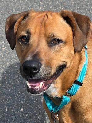 Piper, Hound Mix, adult, available for adoption